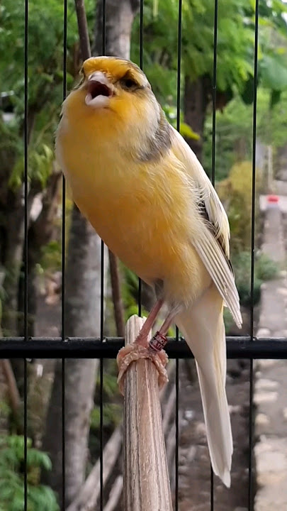 MASTERAN KENARI | F1YS GACOR | SRNT CANARY #birds #birdsinging #kenari