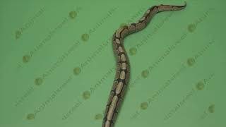 Snake crawling green screen tail close up video-63. Green screen animals stock footage.