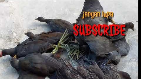 Suara burung pruk/mandar batu joss
