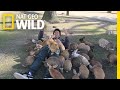 See Why They Call It "Rabbit Island" | Nat Geo Wild