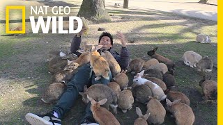 See Why They Call It 'Rabbit Island' | Nat Geo Wild