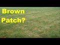 Wet Summer Cool Season Lawn Tips : Brown Patch