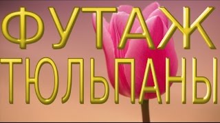 ★►  #Футаж HD для видеомонтажа  #ТЮЛЬПАНЫ #videokanal★►