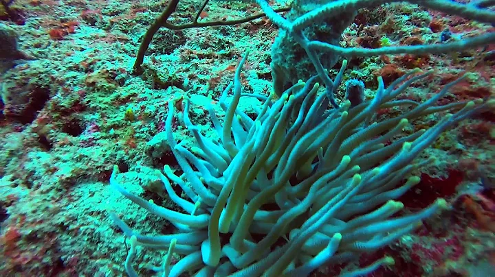 Outside of the Boynton Ledge Reef