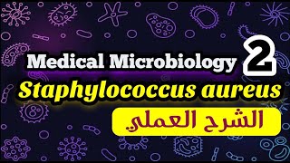 Staphylococcus aureus identification الشرح العملي
