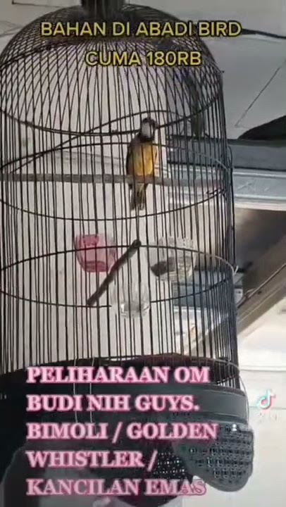 BIMOLI / KANCILAN EMAS / GOLDEN WHISTLER. DI ABADI BIRD BAHAN CUMA 180RB