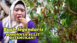 Pohonnya Besar & Berbuah Sangat Lebat || Makan Buah Ini Bikin Badan Merinding