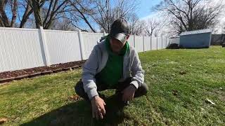 Vole Damage in Turf (Not Moles & Not Grubs)