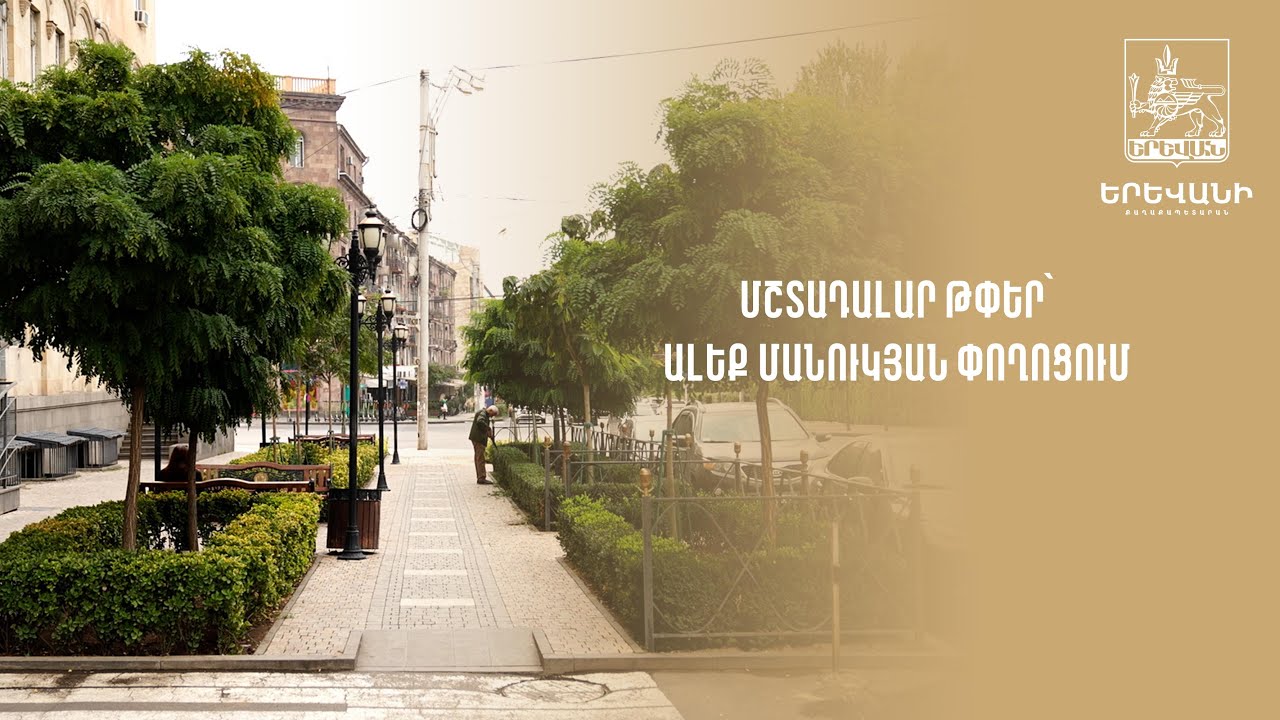 Մշտադալար թփեր՝ Ալեք Մանուկյան փողոցում