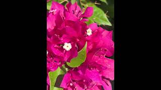 Bougainvillea And Butterfly