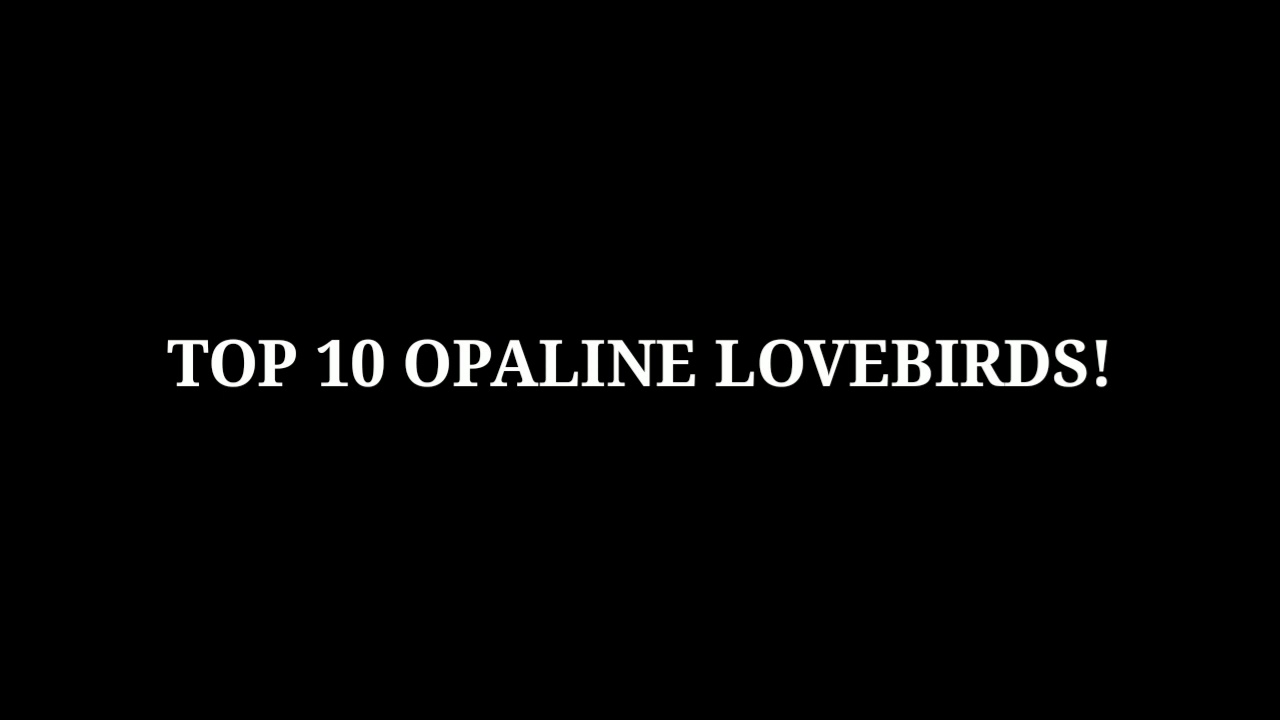 Top 10 opaline bird 