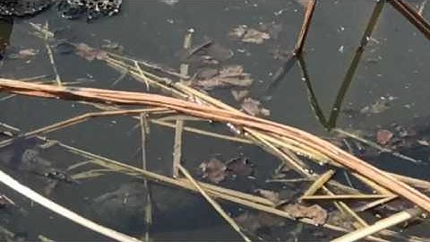 Cá lóc khủng (가물치)