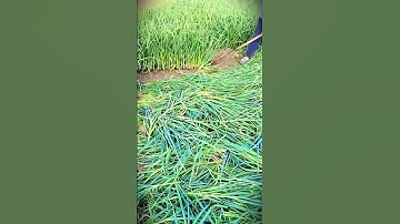 the right smart tool for harvesting spring onions #shorts