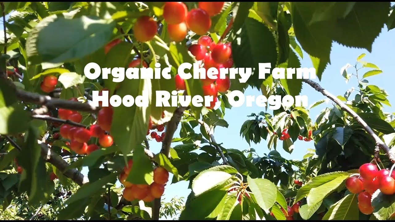 UPick Cherries, Hood River, Oregon YouTube