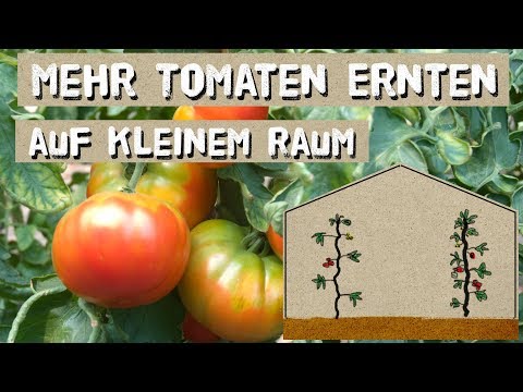 Video: Tomaten Sanka - Ertrag und Eigenschaften der Sorte