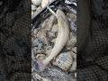 Первая утренняя ФОРЕЛЬ 🤠 #trout#fishing#daiwa#shorts#nice#рыбалка#форель#дайва#шортс#видео#красота
