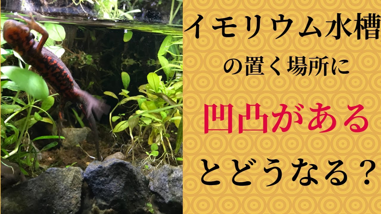 水槽を置く場所のポイントは凹凸がない事 今日のイモリウム年6月8日 229日目 Youtube 水槽を置く場所のポイントは凹凸がない事 今日のイモリウム年6月8日 229日目 Youtube