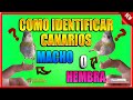 COMO IDENTIFICAR  UN CANARIO CRIOLLO HEMBRA O MACHO - NUEVO