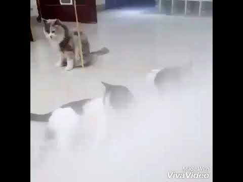 اتحدك لو متحتش