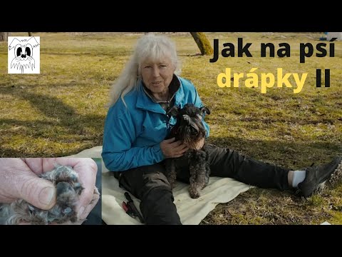 Video: Jsou Psi Barevně Slepí? Příklady Dog Color Vision