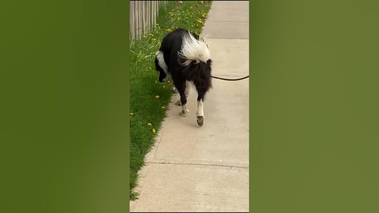 cute-dog-walking-45-dogcommunity-puppy-doglover-dog-shorts