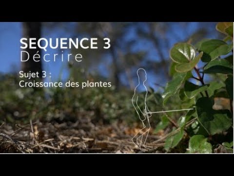 Vidéo: Stress thermique chez les plantes - Comment la température affecte-t-elle la croissance des plantes ?