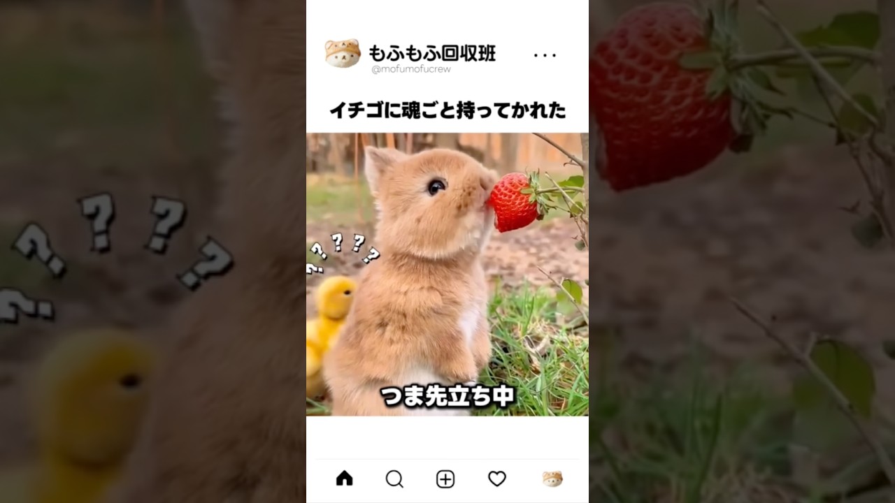 イチゴを一口食べた子ウサギちゃんの顔が忘れられないから - YouTube