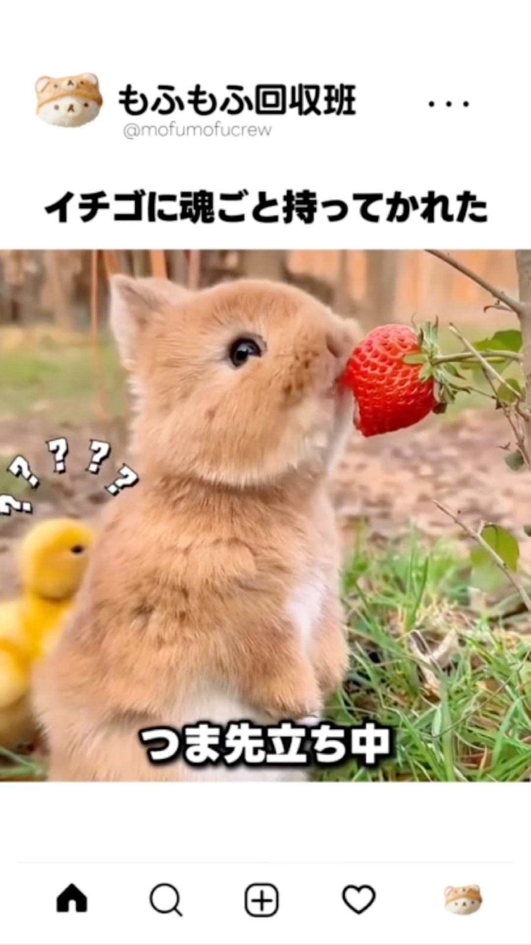 イチゴを一口食べた子ウサギちゃんの顔が忘れられないから - YouTube