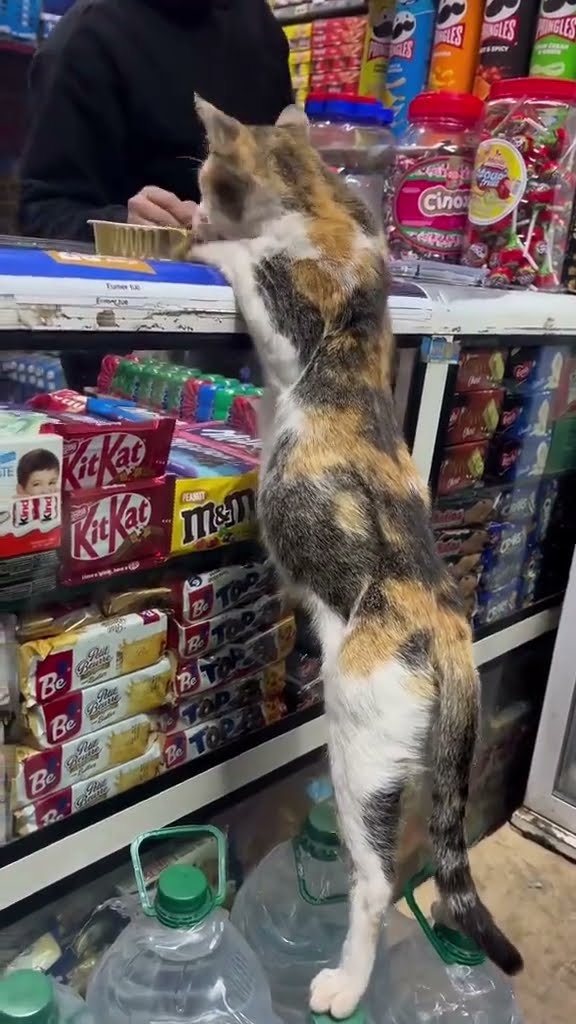 C magnifique vidéo chat ? ? ? ? ? ? ?
