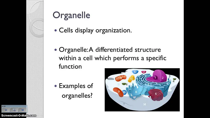 Cell Discovery and Cell Structures