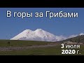 Грибы в Июле. Что растет. Горы Кавказа / Путешествие