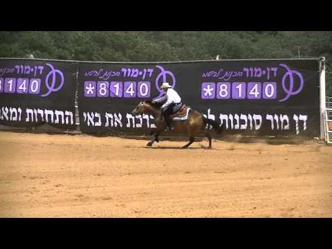 וִידֵאוֹ: סוס סוס ספורט הונגרי גזע היפואלרגני, אורך חיים