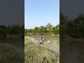 unbelievable big fish catching in sundarbon river canel