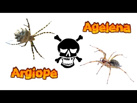Argiope Lobata ve Agelena Labyrinthica Örümceklerinin Kesişen Tehlikeli Av Sahaları !!