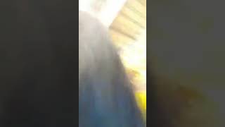 Live Ig Camelia Pramu Dianti