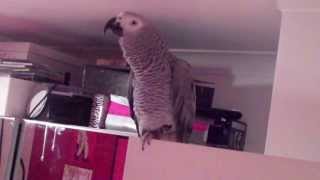 Amazing African Grey Parrot Talking, Spelling, Counting Saying all his favourite movie quotes!