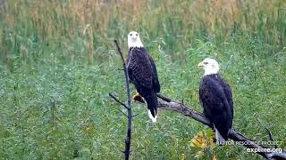 Mississippi River Flyway Cam. Two Eagles on a branch - explore.org 10-08-2021