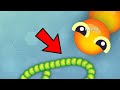 Biggest Snake Died Like A Noob In Snake.io