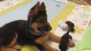 German shepherd puppy Scared by Tiny Kittens