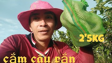 Cắm Câu Rắn Hổ Hành, Một ngày mai mắn dính toàn rắn bự 2