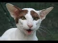 Oriental Cat Breed - Facts and Personality の動画、YouTube動画。