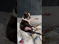 Life With A Boston Terrier Compilation 1