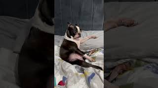 Life with a Boston Terrier | Compilation 1