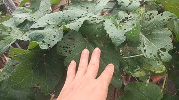 Hướng dẫn sử lý cây nho trước lúc cắt cành....lh0369274579