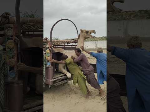 حمل الجمل بالقوة