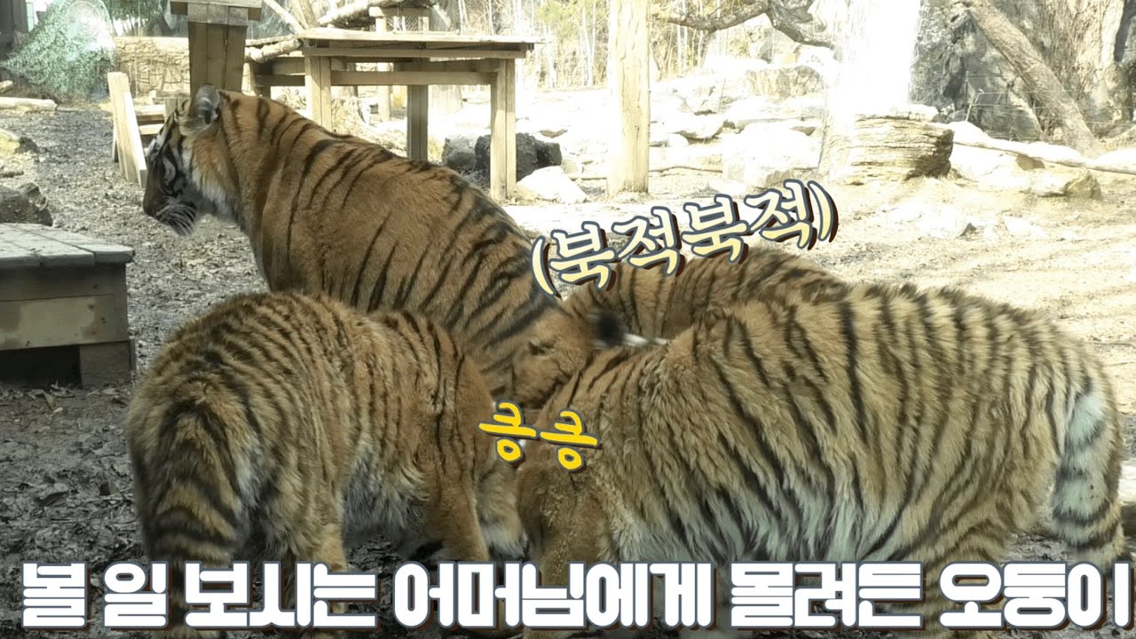 Cuál es el tigre más grande