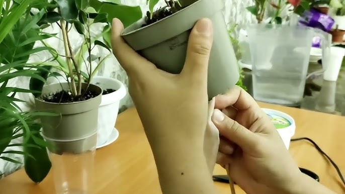 Олар әйелдің бүкіл денесін қамтыды (порно онлайн) Үй иесі мен қызметші лесбиянкалық секс онлайн