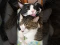 仲良し猫可愛い #猫 #猫のいる暮らし #那須の長楽寺 #住職の朝ごはん