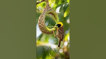 “Incredible Weaver Bird Building Its Nest | Cinematic Wildlife 4K