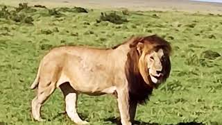 Half Tail Male Lion But He Is Not Comfortable With A Teeth Whole In Leg 7 October 2023